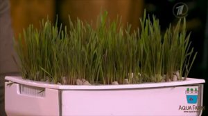 Акваферма - самоочищающийся аквариум выращивает урожай!