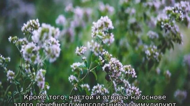Трава душица: описание, свойства и характеристики