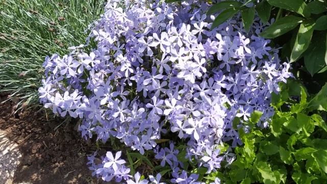 Весенние майские цветы в моём саду. смотреть онлайн