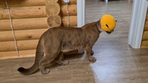 Сумасшедший забег от радости!