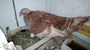 Индюшка высиживает гусиные яйца.