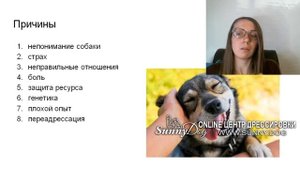 Почему кусает хозяина? Причины. Почему собака кусает человека.