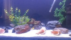 Аквариум 280л с цихлидами малави