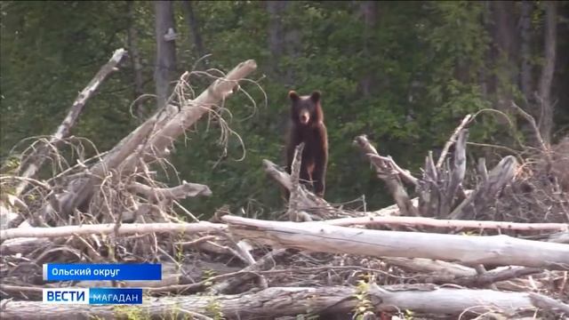 Ученые завершили первый этап проекта изучения хищных птиц, питающихся рыбой. смотреть онлайн