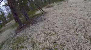 Север коп 2 MINELAB 3030