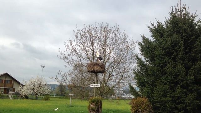 Аист охрана природы смотреть онлайн