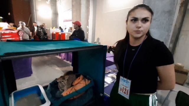 Выставка кошек в Перми ? Породы на любой вкус и цвет ? ! 21 октября 2023 г. смотреть онлайн