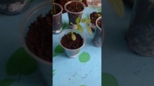 растения из семян (личный опыт)