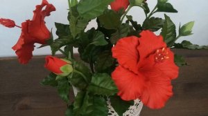 Китайская роза (Гибискус) - уход и выращивание из семян