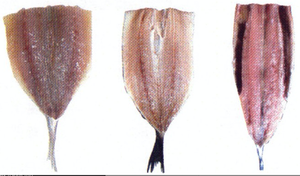 Автоматическая филетировочная линия по сельди  CHSHC-1/CHSF-701 (пр-во Ю.Корея) (ООО "Владфризинг")