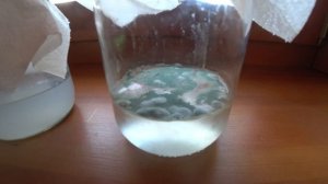 Размножаю триходерму, продолжение Триходерма получилась