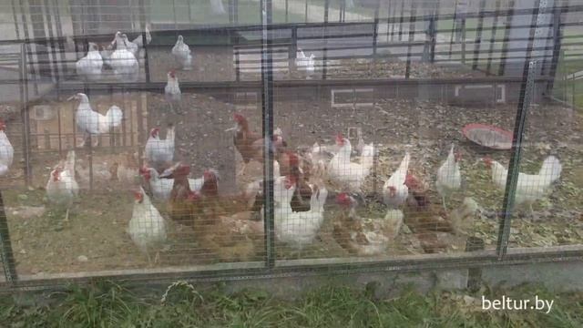 Туристический комплекс Грин клаб - Green Club - вольеры, Отдых в Беларуси смотреть онлайн