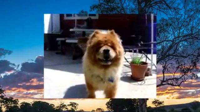 Говорящая собака смотреть онлайн