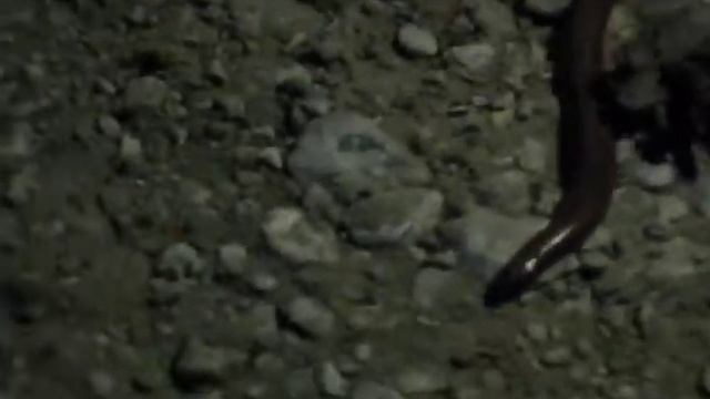 Змея! Кто скажет, что за змея мне попалась в лесу подмосковья? смотреть онлайн