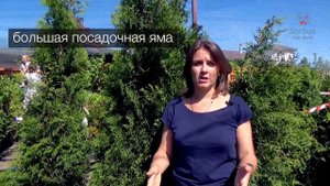 Как выбрать место для туи? Какая почва подойдет? Агротехника туи западной