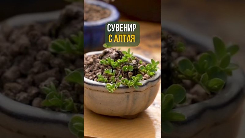СУВЕНИР С АЛТАЯ