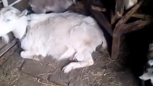 Козлята резвятся прыгая по Мамке смотреть онлайн