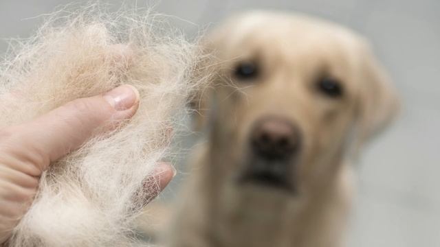 Golden Retriever vs. Labrador: Which Breed Is Right For You? смотреть онлайн