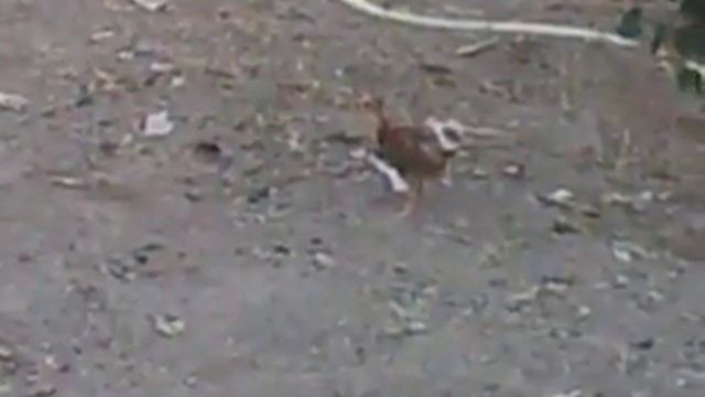 Петушиные бои Сколько стоит и как растить петушка бойцовой породы 4 смотреть онлайн