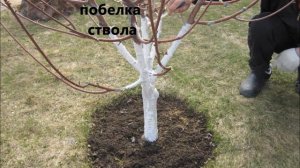 Сельскохозяйственный труд. 6 класс. "Плодовые деревья".