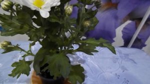 КАК СОХРАНИТЬ ГОРШЕЧНУЮ ХРИЗАНТЕМУ КУПЛЕННУЮ В МАГАЗИНЕ ДО ВЕСНЫ.