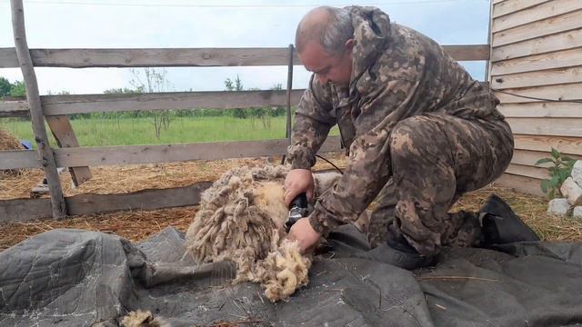 ещё один рой, пчелы закусали , стрижка овец началась . смотреть онлайн