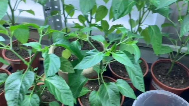 СЕМЕНА ВЗОЙДУТ В 2 РАЗА БЫСТРЕЕ! ГЛАВНЫЙ СЕКРЕТ УСПЕШНО ПРОРАСТАНИЯ СЕМЯН. ПОДГОТОВКА СЕМЯН К ПОСЕВ