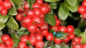 Брусника обыкновенная Руно Билявски (vaccinium) ? обзор: как сажать, саженцы брусники Руно Билявски