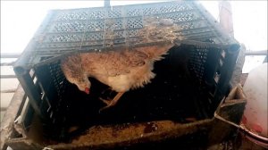 Супер - гнездо для кур!/куры не клюют яйца!/БИНГО !