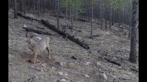 ЧТО ЗА ЗВЕРЬ ПУГАЕТ НА СОЛОНЦАХ
