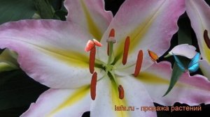 Лилия восточная Фронтпейдж (lilium) ? лилия Фронтпейдж обзор: как сажать луковицы лилии Фронтпейдж