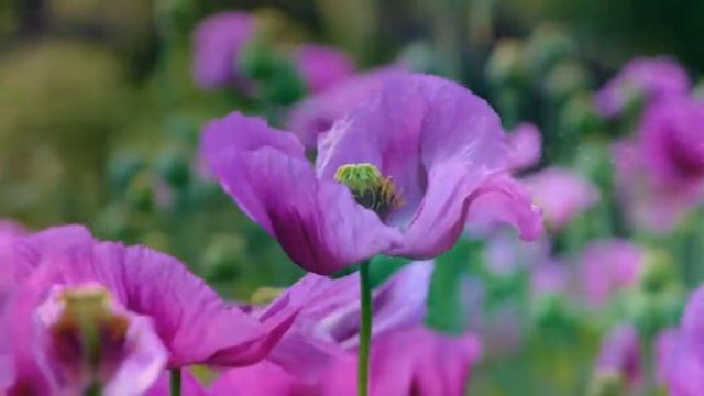 "Замечательный сосед". Елена Бажанова. смотреть онлайн