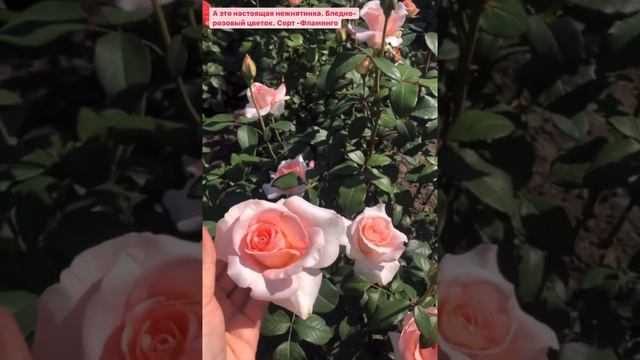 Розовые розы. Сорт Фламинго Garden Rose