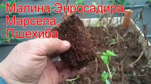 Малина Энросадира, Марсела, Пшехиба, высаживаем саженцы с совместной закупки