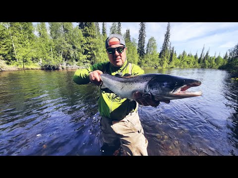 Рыбалка на Кольском. Моя первая семга. Хариус. Терский берег. Готовим семгу. 1 серия смотреть онлайн