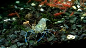 Черноморская креветка в аквариуме/aquarium shrimps