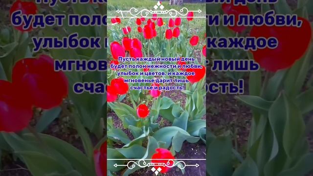 tulips