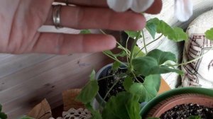 Тюльпановидных пеларгонии Carmen Andrea, Marie-Louise, Conny