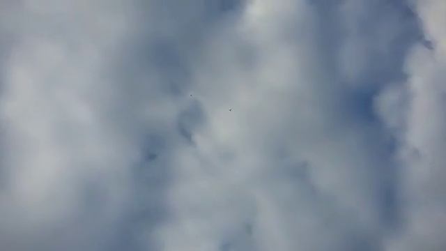 Сизые широкохвостые 89187389403 . Бакинские голуби смотреть онлайн