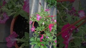 Корневая гниль на петунии. Как понять, как бороться?