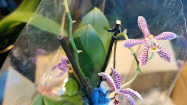 在e-bay購買的蝴蝶蘭Phalaenopsis Spider 到手了！ смотреть онлайн