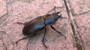 ИНТЕРЕСНОЕ О ЖУКЕ РОГАЧЕ  INTERESTING ABOUT STAG BEETLE