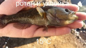 При какой температуре начинается нерест у рыб?