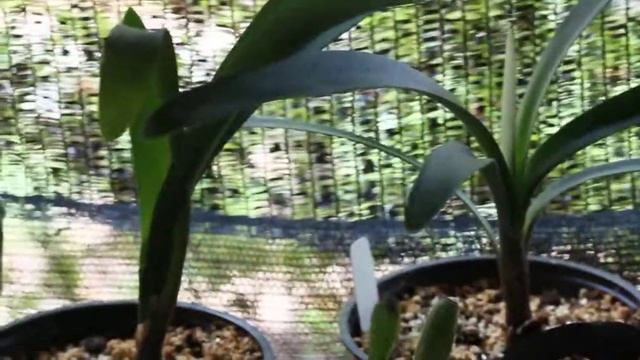 Growing Disasters: Cattleya Orchid, Achimenes, Tuberous Begonias смотреть онлайн