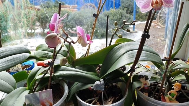 Мои орхидеи, оранжерея на подоконнике смотреть онлайн