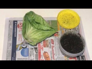 Сохранить Червя  в жару+35 на рыбалке самый эффективный способ.