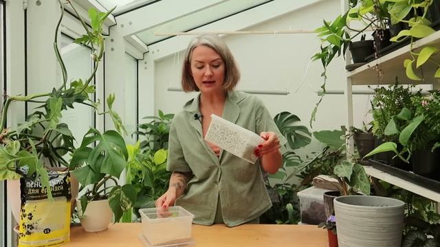 Секреты пересадки на примере монстеры Альба / разрыхлители грунта / особенности горшка / дренаж смотреть онлайн