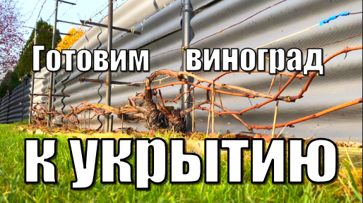 Подготовка винограда к укрытию на зиму/ Виноград осенью
