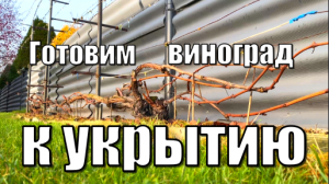 Подготовка винограда к укрытию на зиму/ Виноград осенью