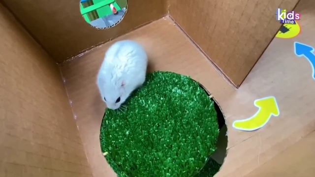 Удивительный лабиринт для хомячков с воздушными шарами! ПОЛОСА ПРЕПЯТСТВИЙ